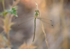 Lestes virens virens