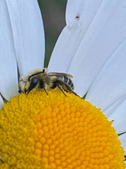 Colletes daviesanus