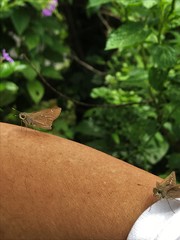 Pelopidas mathias mathias