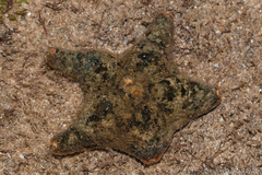 Aquilonastra