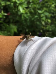 Pelopidas mathias mathias