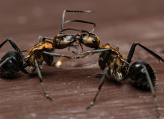 Polyrhachis semiaurata