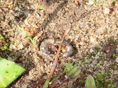 Ommatoiulus lusitanus