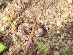 Ommatoiulus lusitanus