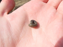 Ommatoiulus lusitanus