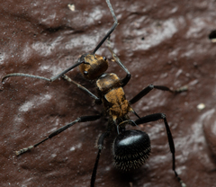 Polyrhachis semiaurata