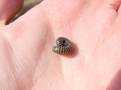 Ommatoiulus lusitanus