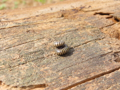 Ommatoiulus lusitanus