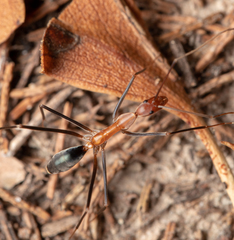 Leptomyrmex varians