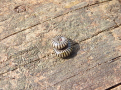 Ommatoiulus lusitanus