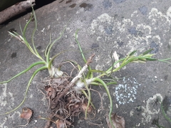 Tillandsia bulbosa