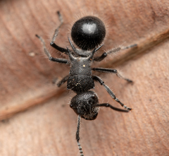 Polyrhachis punctiventris