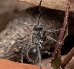 Polyrhachis punctiventris