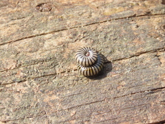 Ommatoiulus lusitanus