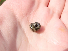 Ommatoiulus lusitanus