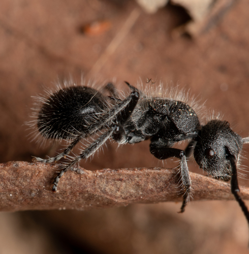 Polyrhachis punctiventrisPolyrhachis punctiventris