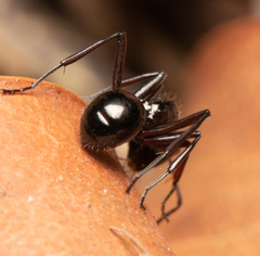 Polyrhachis pilosa