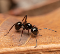 Polyrhachis pilosa