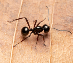 Polyrhachis pilosa