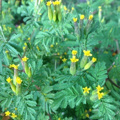 Tagetes foetidissima