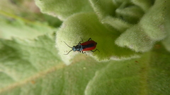 Malachius rubidus