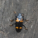 Megalodacne grandipennis - Photo (c) John Lyakurwa, algunos derechos reservados (CC BY), subido por John Lyakurwa