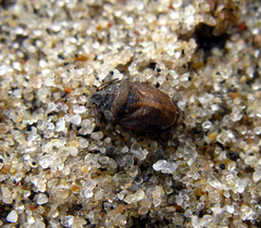 Podops inunctus