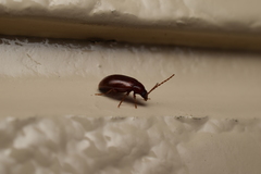 Hymenalia unicolor