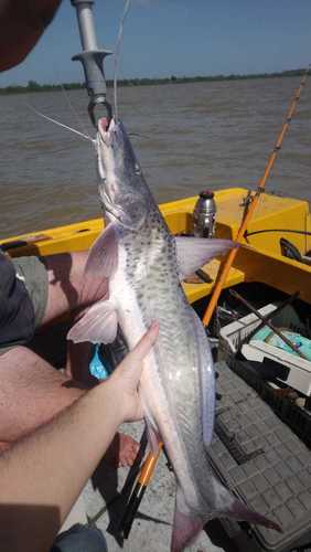 Catfish (Luciopimelodus pati) — Pimelodidae — 5
