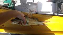 Pimelodus maculatus