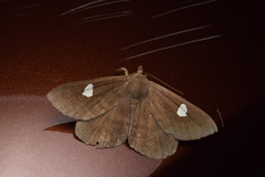 Edessena gentiusalis