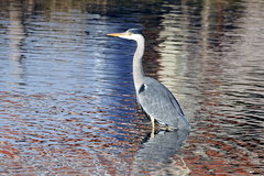 Ardea cinerea
