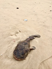 Halobatrachus didactylus