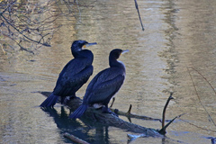 Phalacrocorax carbo
