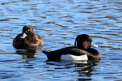 Aythya fuligula