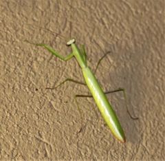 Paramantis