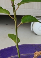 Dione vanillae maculosa