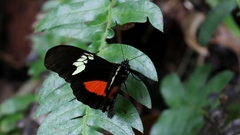 Heliconius hortense