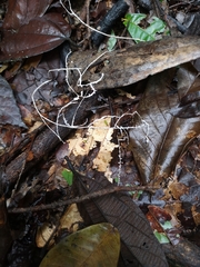 Brunneocorticium corynecarpon