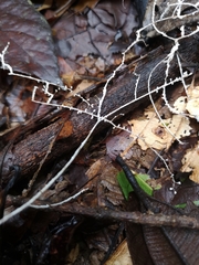 Brunneocorticium corynecarpon