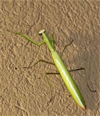 Paramantis