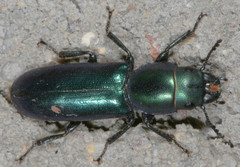 Temnoscheila acuta
