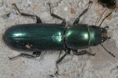 Temnoscheila acuta