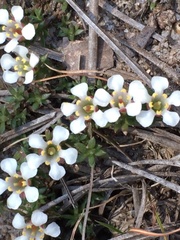 Pyxidanthera brevifolia
