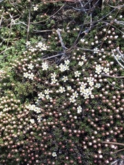 Pyxidanthera brevifolia