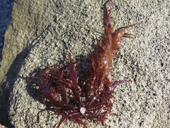 Chondracanthus chamissoi