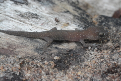 Hemidactylus squamulatus