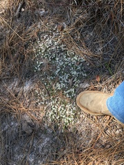 Pyxidanthera brevifolia