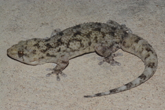 Elasmodactylus tuberculosus