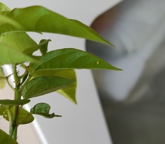 Dione vanillae maculosa